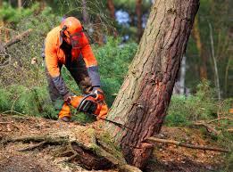 Slinger, WI Tree Services Company