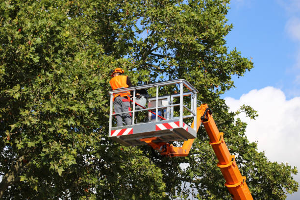 How Our Tree Care Process Works  in Slinger, WI